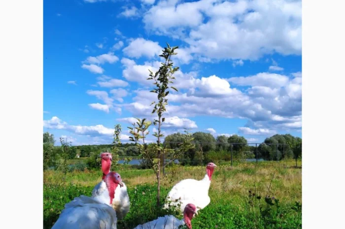 Індик домашній- фото № 1