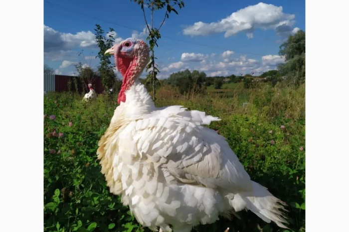 Індик домашній- фото № 2