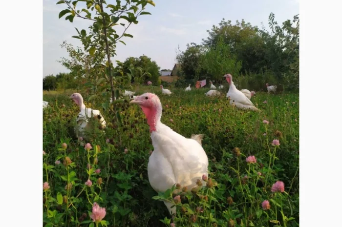 Індик домашній- фото № 3