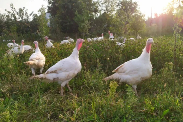 Індик домашній- фото № 4