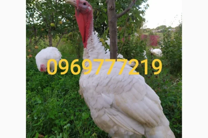 Індик домашній- фото № 5