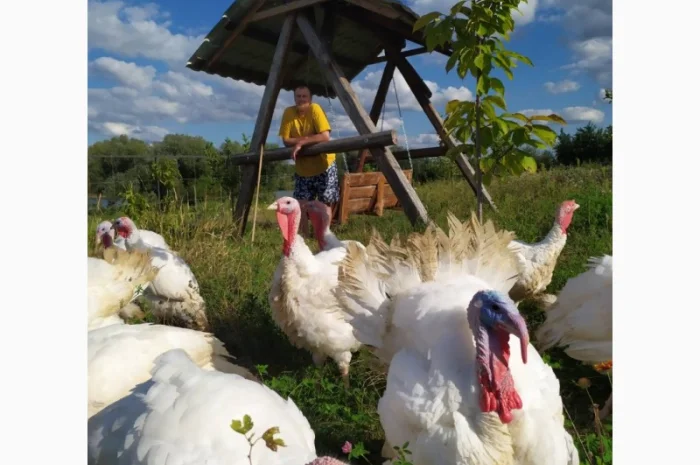 Індиче домашнє м"ясо- фото № 1