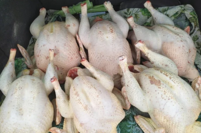 Індиче домашнє м"ясо- фото № 3