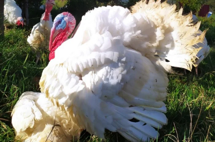 Індиче домашнє м"ясо- фото № 4