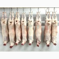 Покупаем яйцо и куриную продукцию оптом- фото № 3