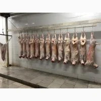 Покупаем яйцо и куриную продукцию оптом- фото № 4