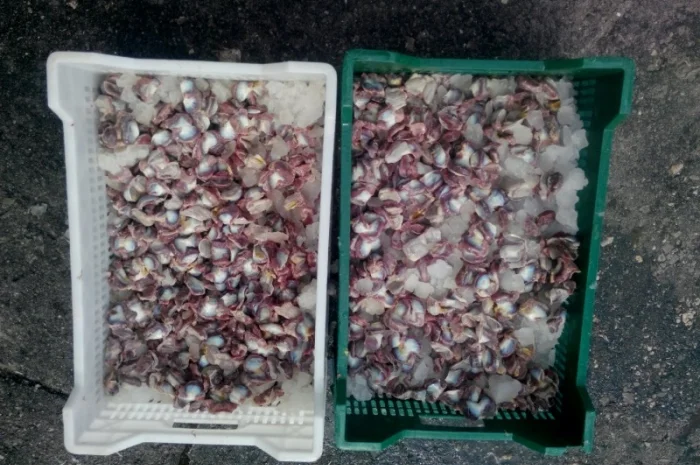 Продаём тушку суповой курицы, тушку бройлера и куриные субпродукты- фото № 5