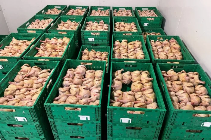 Тушка курчати тапака та домашня курка- фото № 1