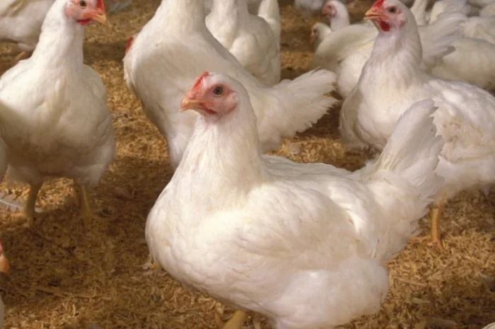 Куплю бройлеров живым весом от 1000 штук- фото № 1