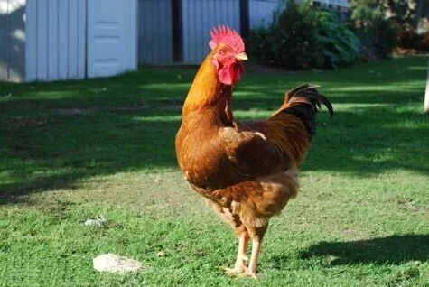 Продам петухов и кур живым весом- фото № 1