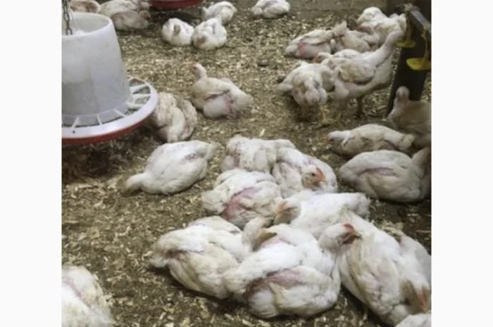 Бройлер живым весом- фото № 1