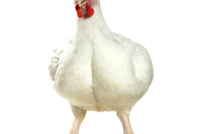 Продам бройлера живою вагою- фото № 1