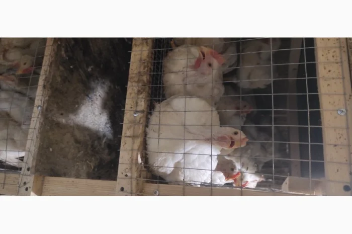 Продам бройлера живою вагою- фото № 2