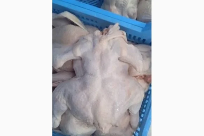 Куплю охолоджену курку оптом до 10 тонн щодня- фото № 1