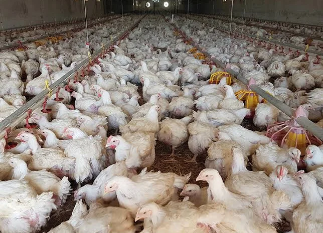 Бройлери живою вагою та тушками- фото № 1