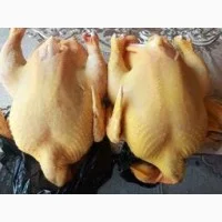 Бройлери живою вагою та тушками- фото № 2