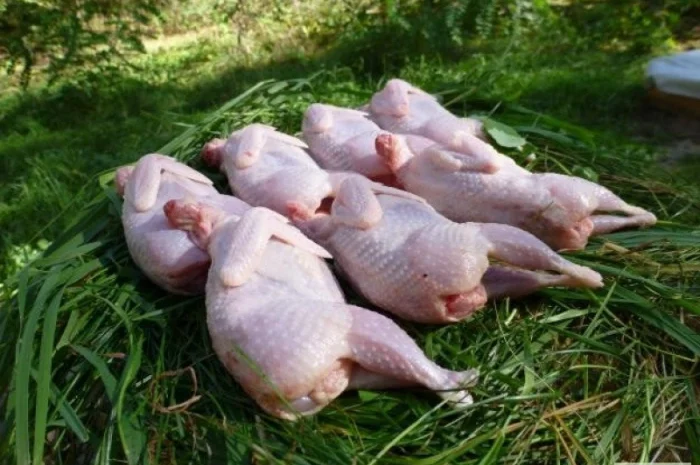 Мясо перепела, тушка - домашнее- фото № 2