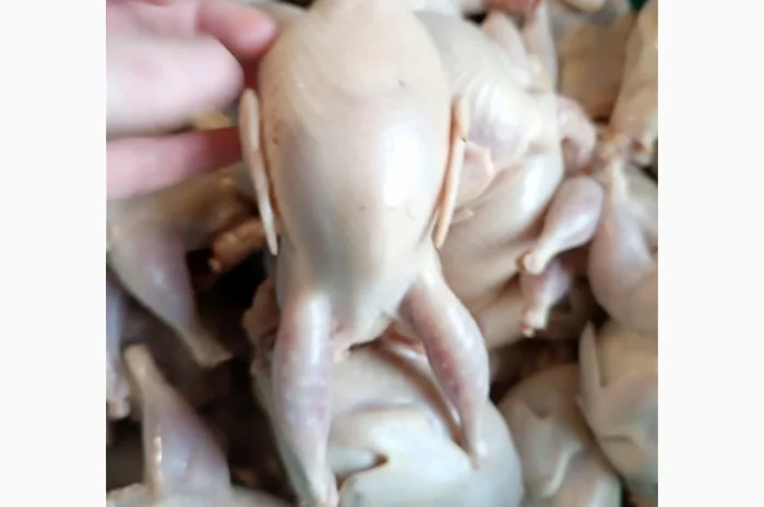 Продам тушки перепелів- фото № 1