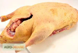 Мясо домашней утки- фото № 1