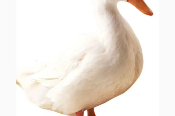 Куплю качку живою вагою- фото № 1