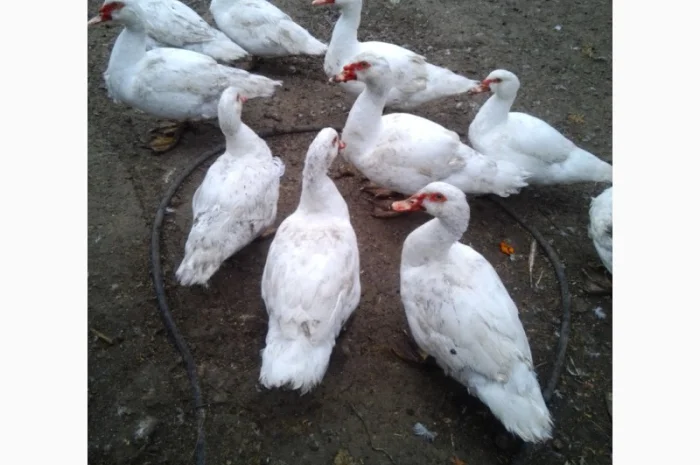 Продам м'ясо тушки індокачок, або живою вагою- фото № 1