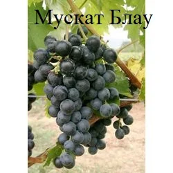 Винные привитые сорта винограда- фото № 1