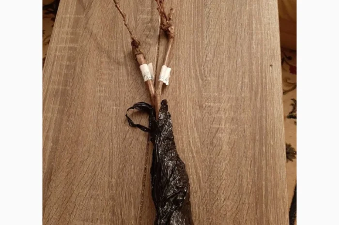 Винные привитые сорта винограда- фото № 4