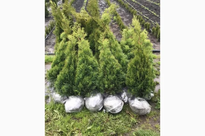 Туя Смарагд 1 метр- фото № 1