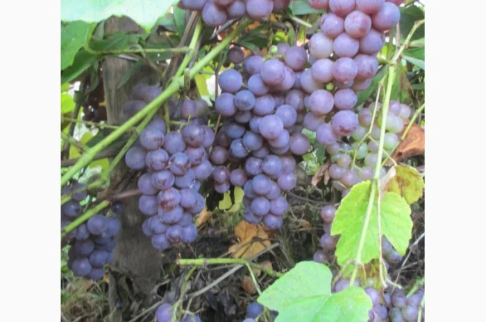 Продам саженцы винограда Американского "Юпитер" бескосточкового- фото № 1