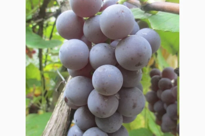 Продам саженцы винограда Американского "Юпитер" бескосточкового- фото № 2