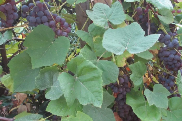 Продам саженцы винограда Американского "Юпитер" бескосточкового- фото № 3