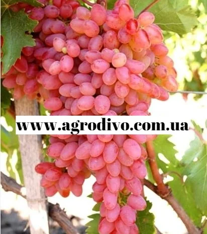 Саженцы столовых сортов винограда в питомнике "Агродиво"- фото № 1