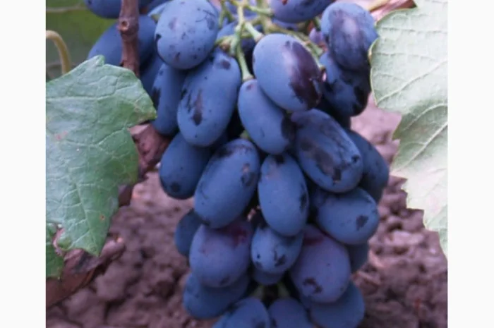 Саженцы столовых сортов винограда в питомнике "Агродиво"- фото № 11