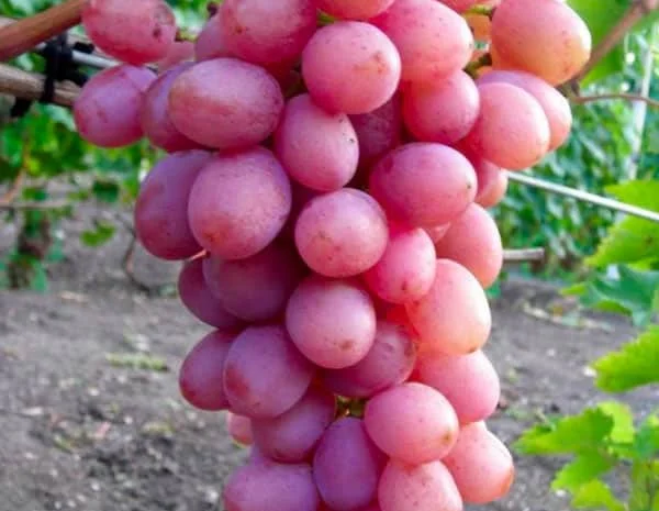 Саженцы столовых сортов винограда в питомнике "Агродиво"- фото № 2