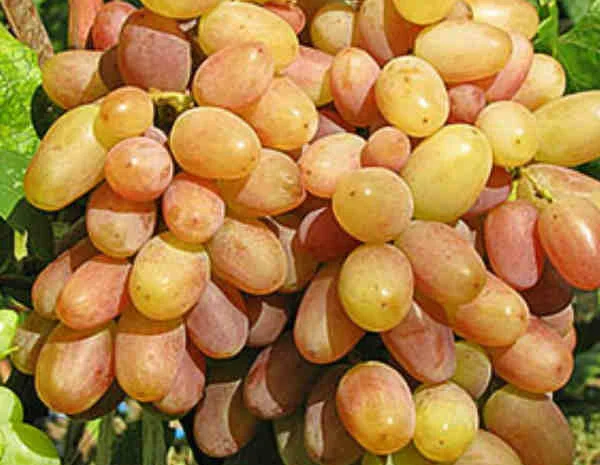 Саженцы столовых сортов винограда в питомнике "Агродиво"- фото № 3