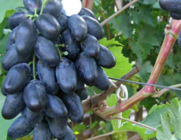 Саженцы столовых сортов винограда в питомнике "Агродиво"- фото № 4