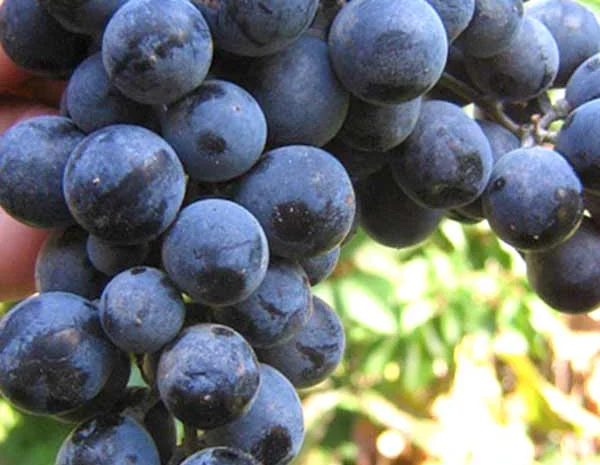 Саженцы столовых сортов винограда в питомнике "Агродиво"- фото № 6