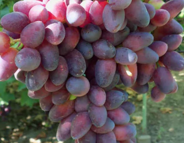 Саженцы столовых сортов винограда в питомнике "Агродиво"- фото № 7