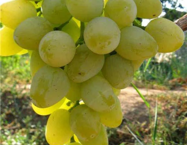 Саженцы столовых сортов винограда в питомнике "Агродиво"- фото № 8