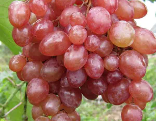 Саженцы столовых сортов винограда в питомнике "Агродиво"- фото № 9