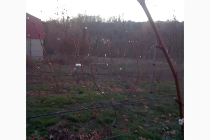 Продам виноград Молдова ( не саженцы)- фото № 1