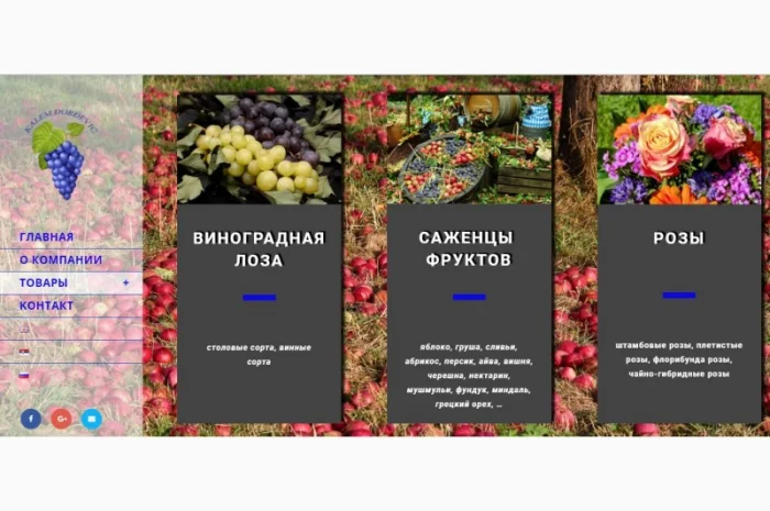 Фруктовые саженцы, виноградные саженцы для виноградников- фото № 1