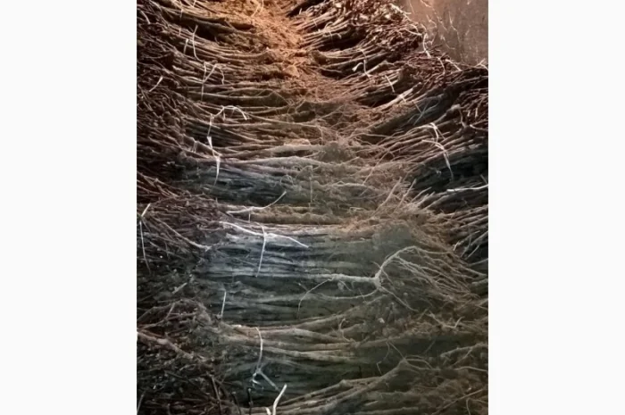 Фруктовые саженцы, виноградные саженцы для виноградников- фото № 8