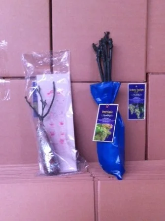 Фруктовые саженцы, виноградные саженцы для виноградников- фото № 7