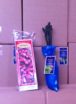 Фруктовые саженцы, виноградные саженцы для виноградников- фото № 6