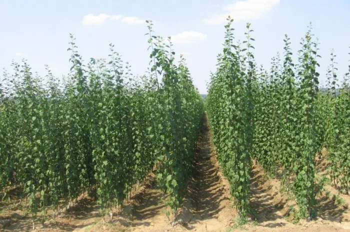 Фруктовые саженцы, виноградные саженцы для виноградников- фото № 5