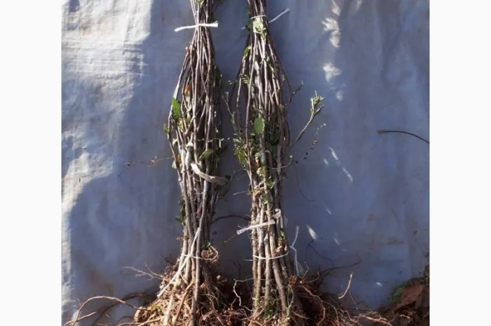 Фруктовые саженцы, виноградные саженцы для виноградников- фото № 4