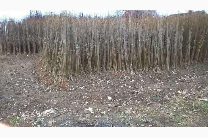 Фруктовые саженцы, виноградные саженцы для виноградников- фото № 3