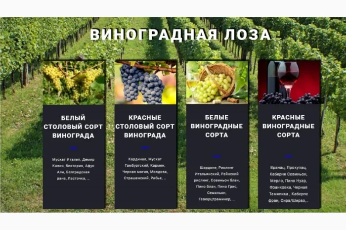 Фруктовые саженцы, виноградные саженцы для виноградников- фото № 17