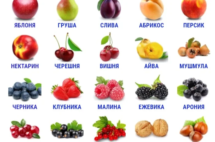 Фруктовые саженцы, виноградные саженцы для виноградников- фото № 16